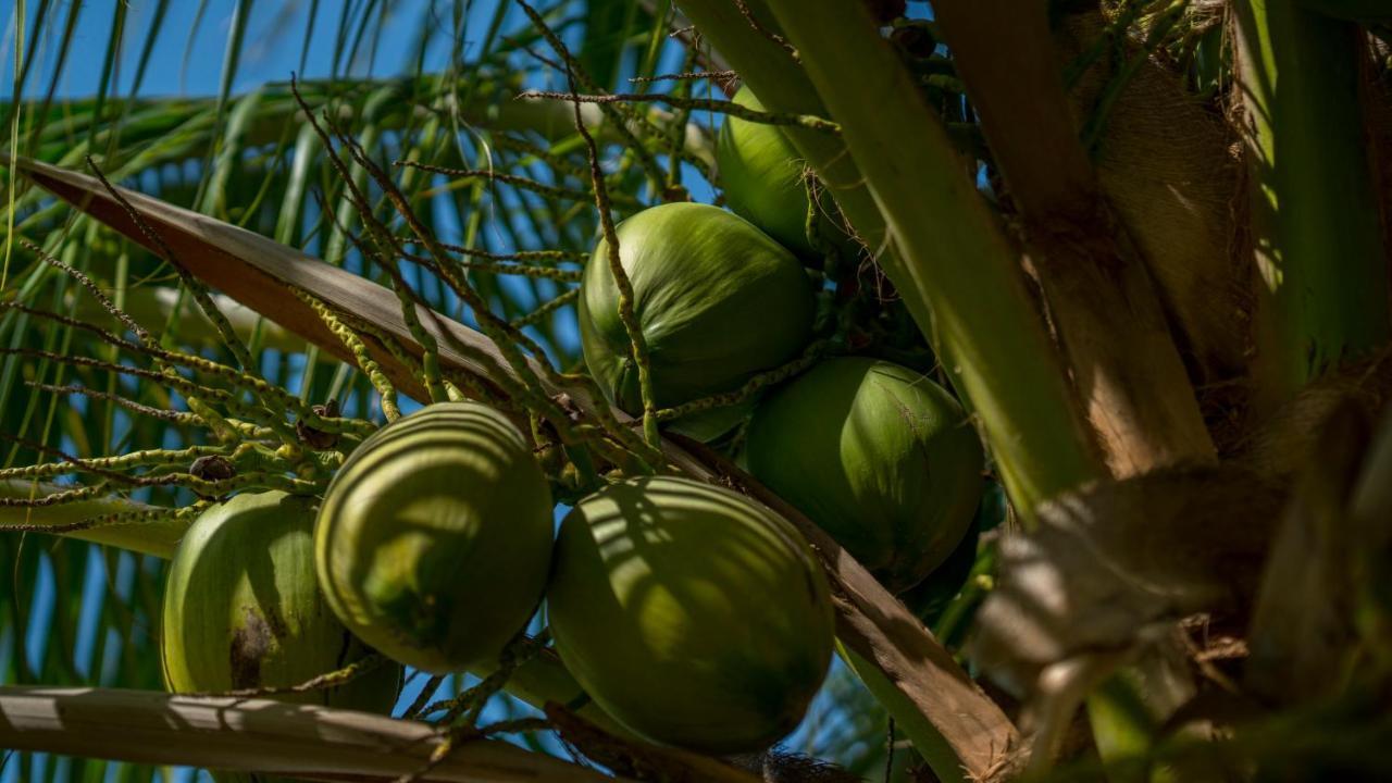 Costa Esmeralda Village شاطئ بالم المظهر الخارجي الصورة